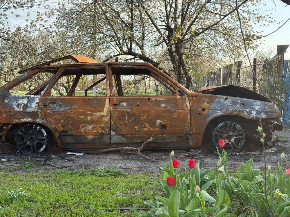 Тюльпани добре видно на тлі руйнувань від російської авіації та дронів…