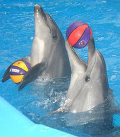 Дельфін і неволя — не пара?