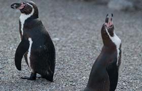 Прощаємось із пінгвінами. Хто наступний?