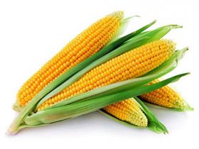 Еволюція кукурудзи