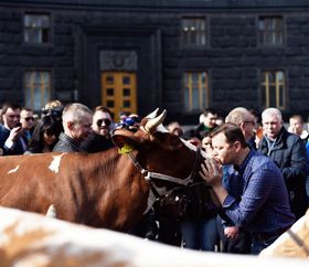 Олег Ляшко: Спробував би Яценюк на зарплату в півтори тисячі прогодувати п’ятьох корів